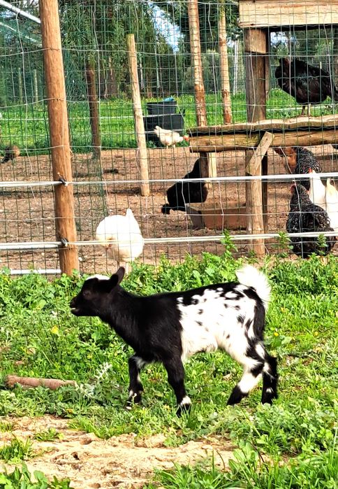 Chibas e Chibos Anões para venda