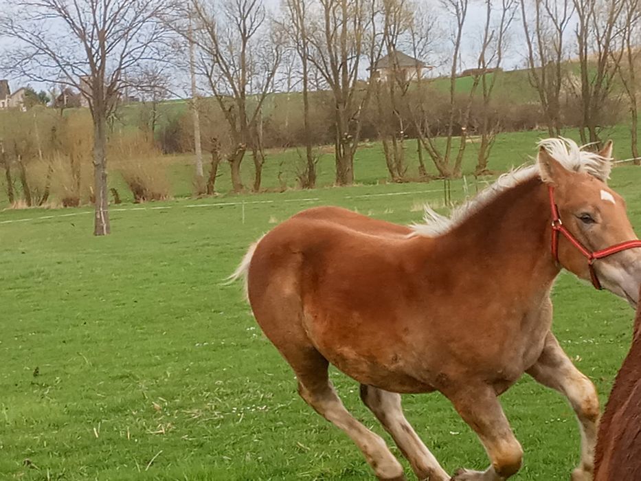 Sprzedam źrebię 9 miesieczna