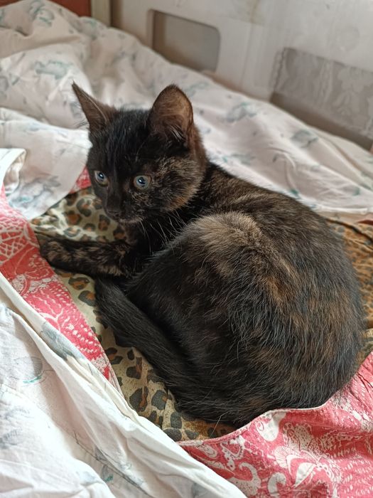 Віддамо в добрі руки красуню з гарним окрасом