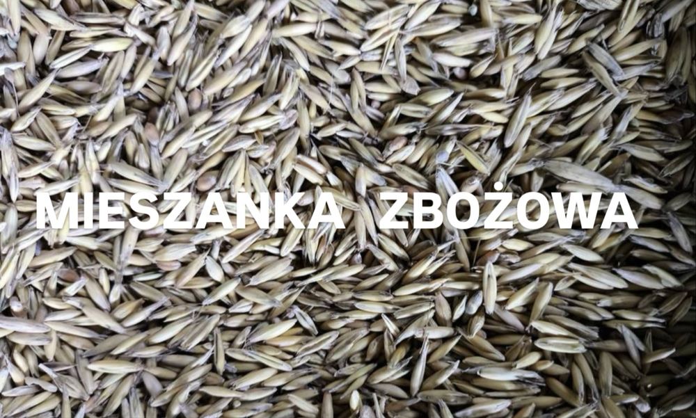 Mieszanka zbożowa na pasze