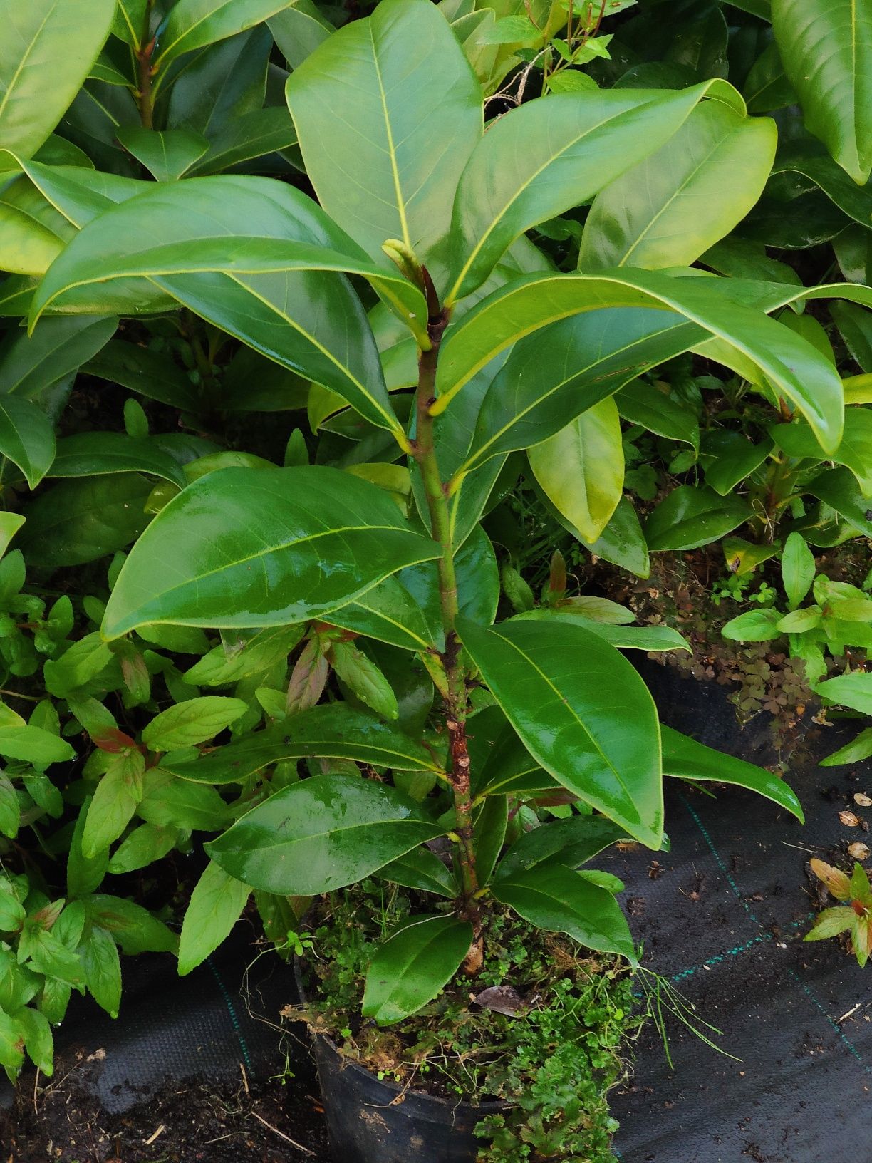 Magnólia Grandiflora