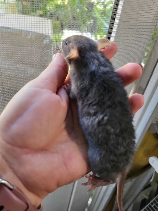 Срочно! Щурята рекс, дамбо рекс і дабл-рекс від 100 грн