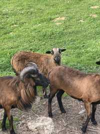 Owce Kamerunskie