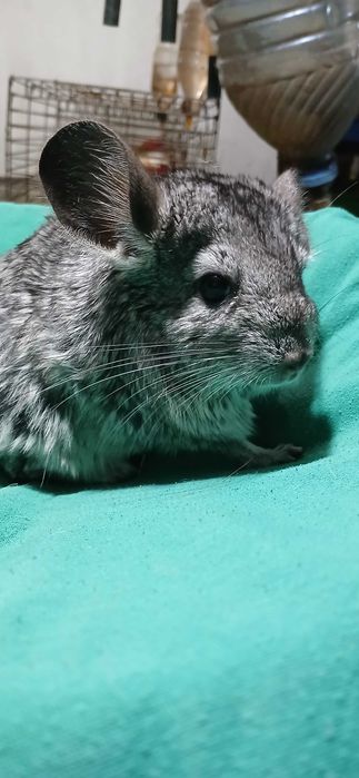 Шиншил,  домашня тваринка.