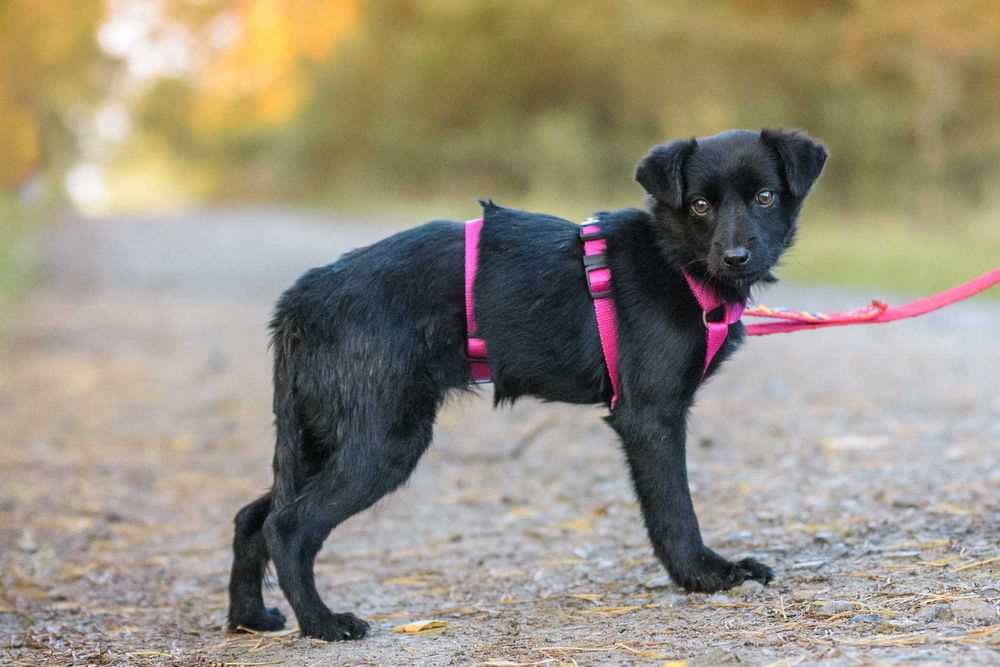 Maybe: psia dziecinka marznie w schronisku