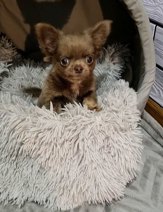 Ліловий, манюній, гарнюній