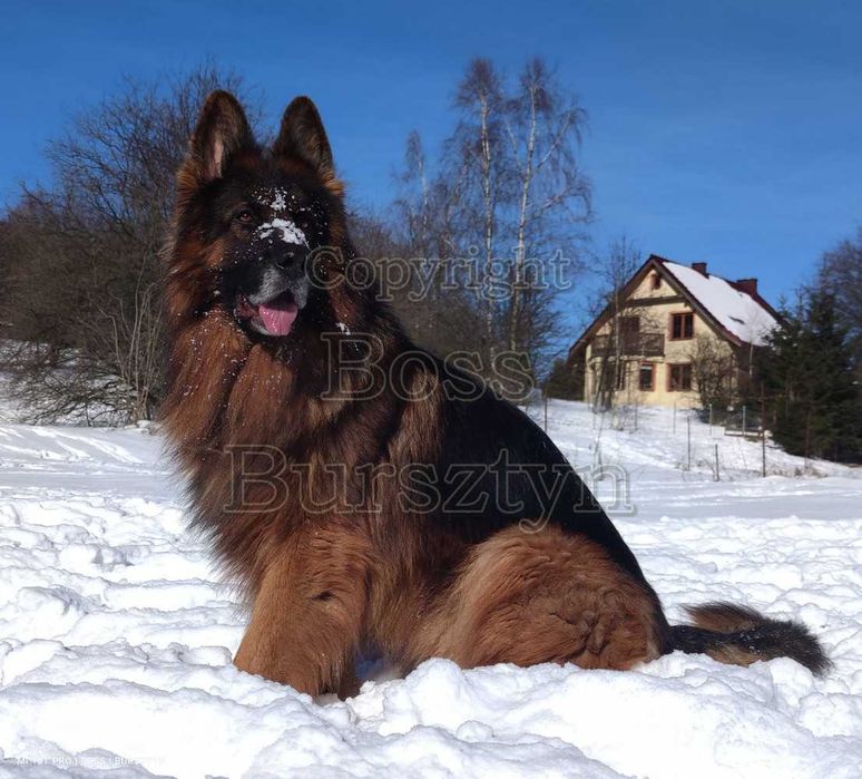 Owczarek niemiecki długowłosy potężny ZKwP/FCI