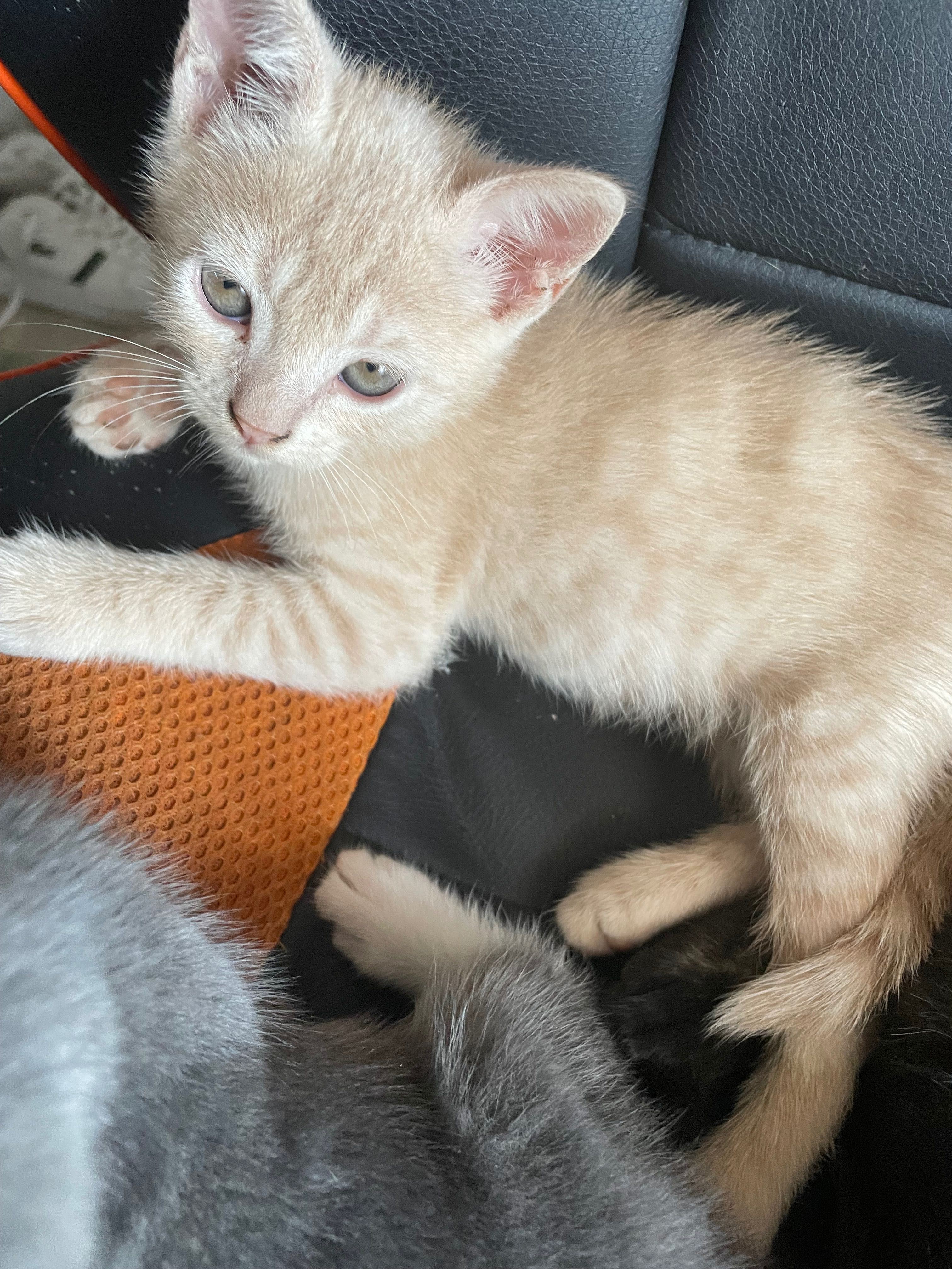 Dou gatinhos bebé