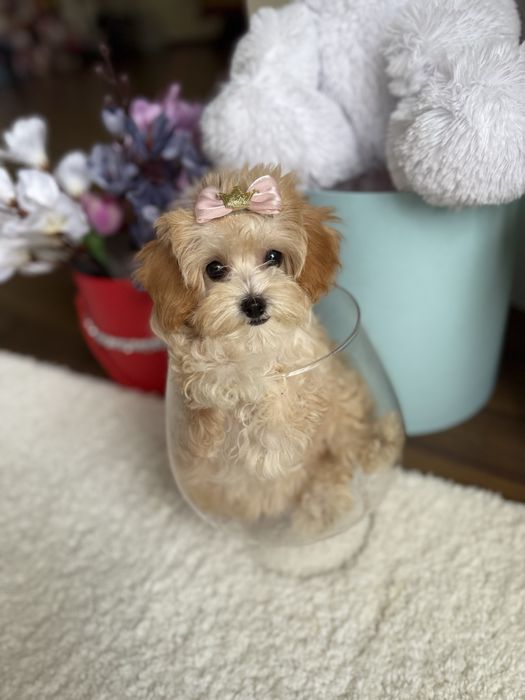 Шикарні міні малюки