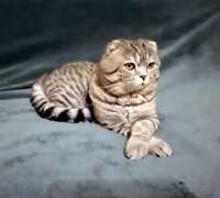 Шотландский чистопородный  кот приглашает на вязку ,Позняки