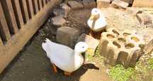 Jaja lęgowe kaczki call duck
