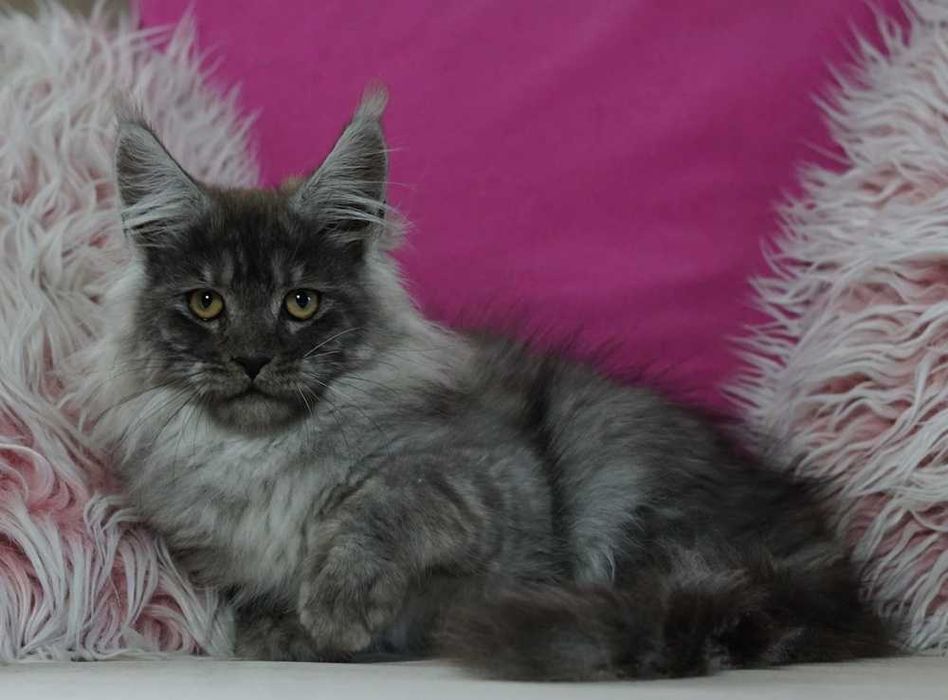 Kocurek maine coon