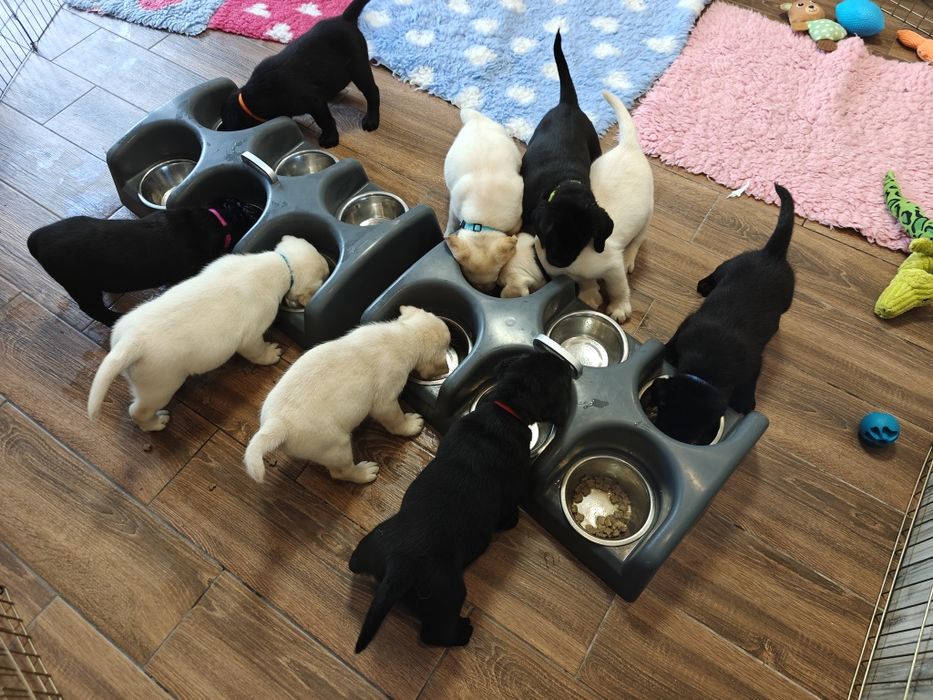 Labrador Retriever suczka, gotowa do odbioru