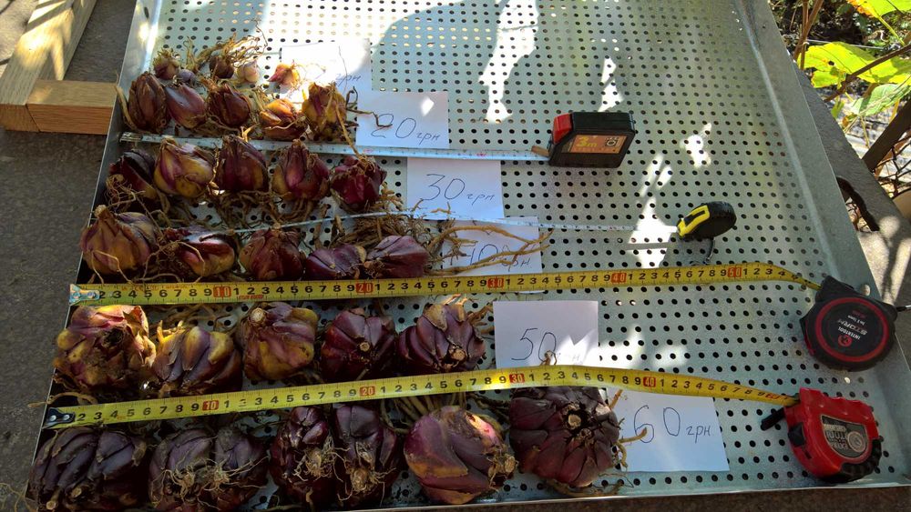 Лилии белые (королевские) трубчатые и ЛО гибриды, луковицы.