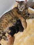 gata para adopção com filhotes
