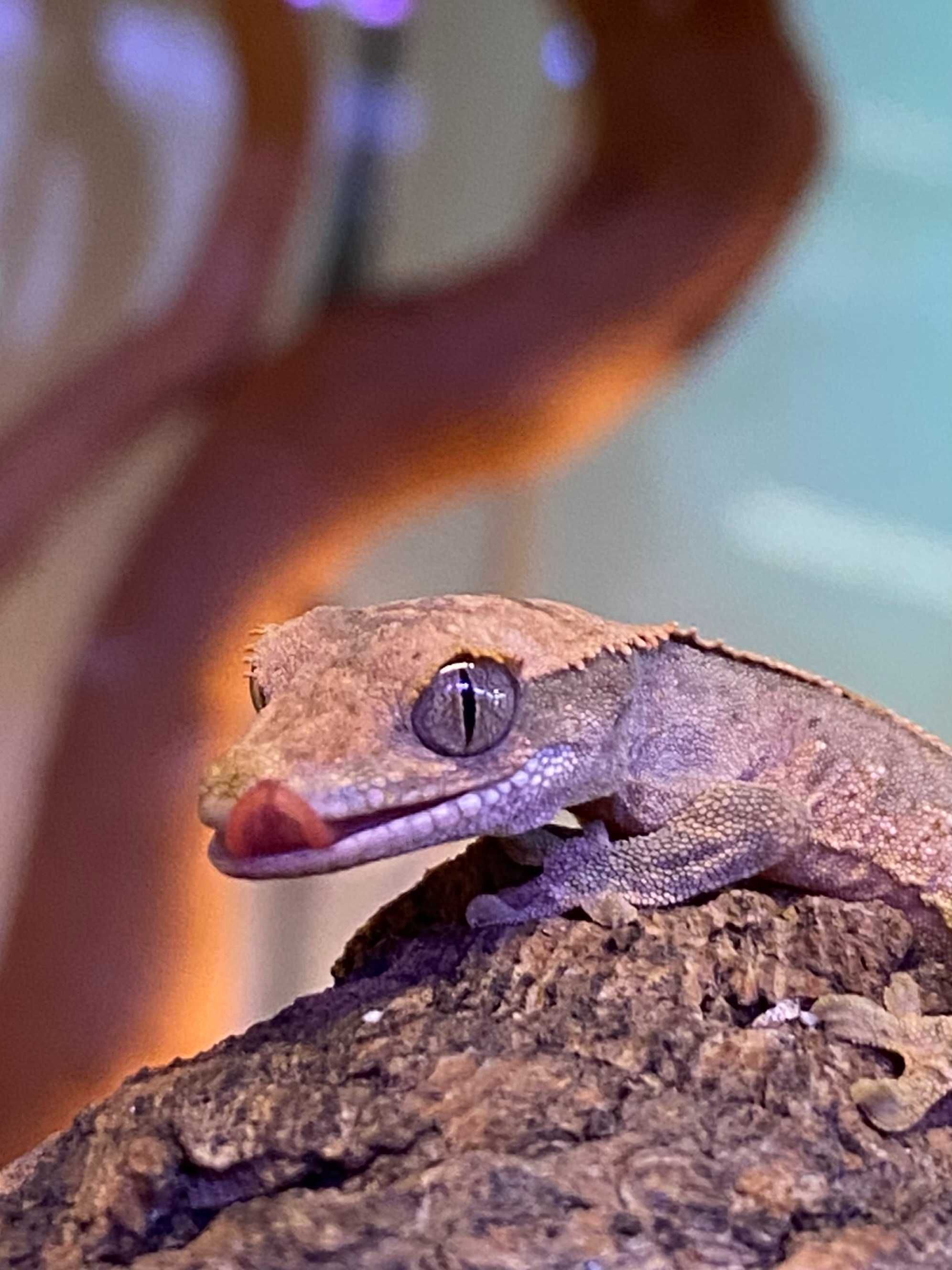 Gekon orzęsiony samiec Correlophus ciliatus