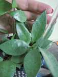 Хойя lacunosa mint