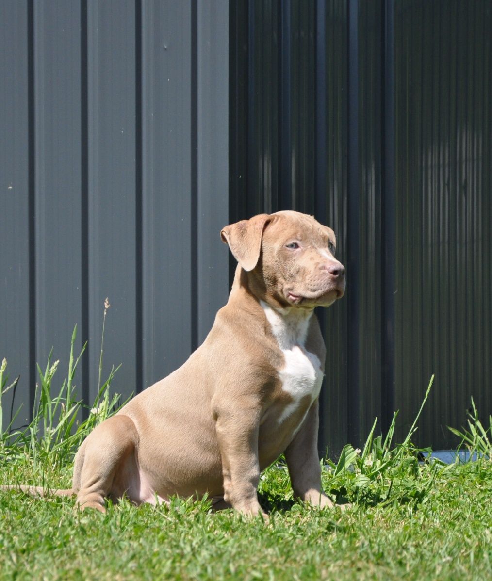 American Bully XL Junior gotowy do odbioru!