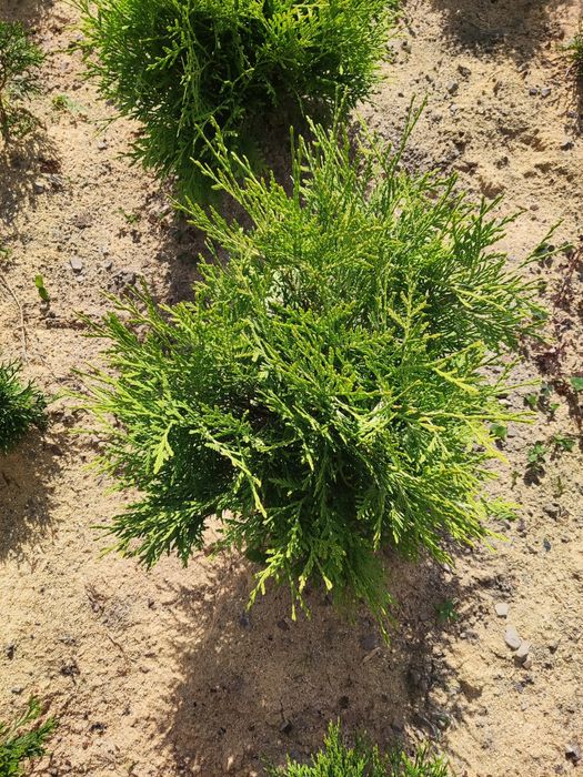 Туя Даніка Ауреа