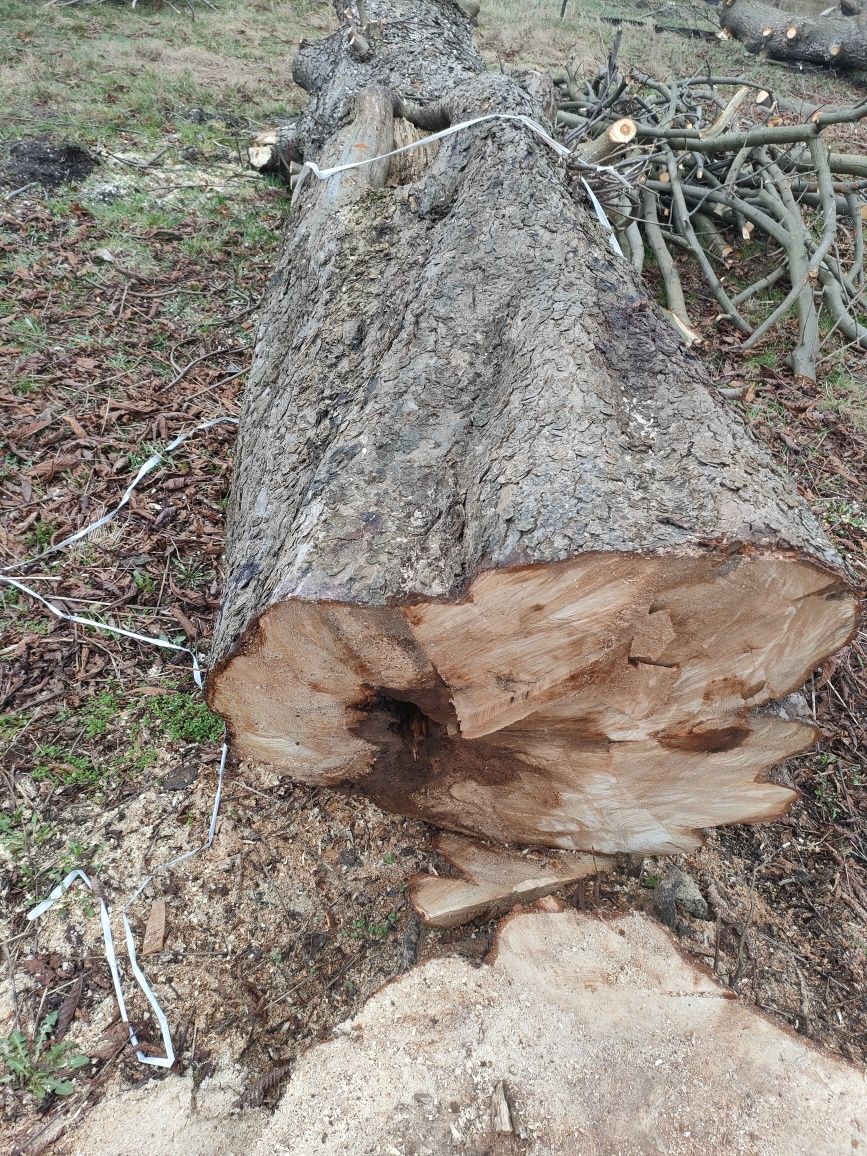 Pnie  kasztanowca świeżo ścięte