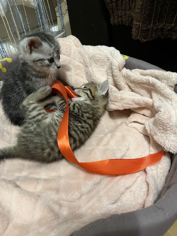Котенята британці