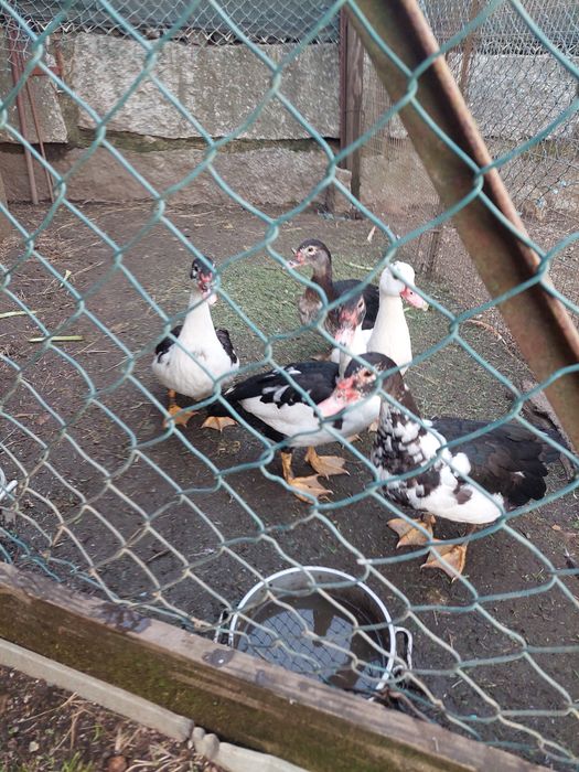 Patas novas pontas a criarem