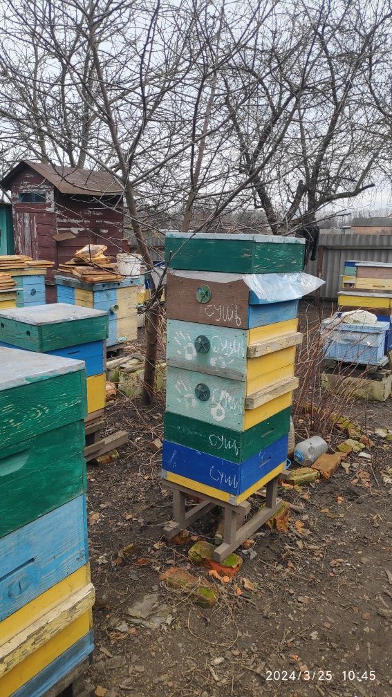 Продам Пасіку,Бджолосімї,Бджолопакети