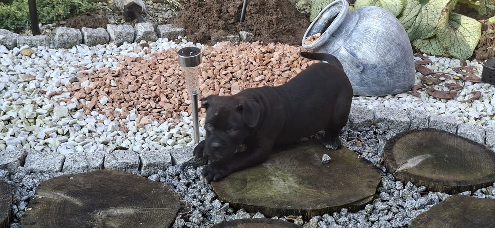 Piesek amstaff z dokumentami