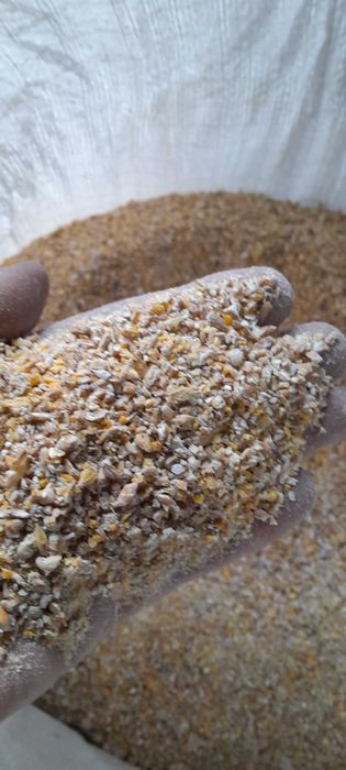 Domowa pasza dla kur niosek