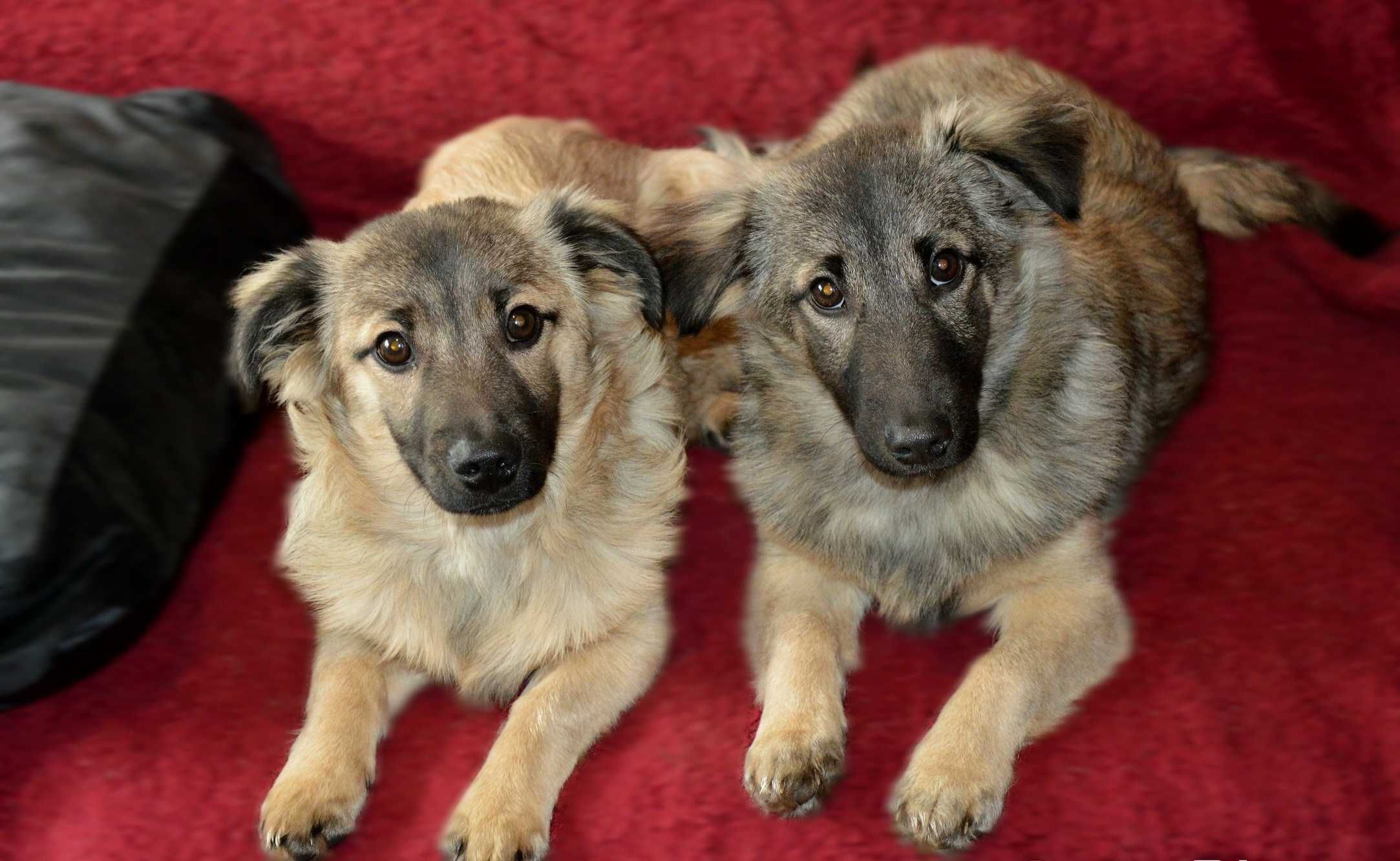 Dwa chłopaki słodziaki do adopcji!