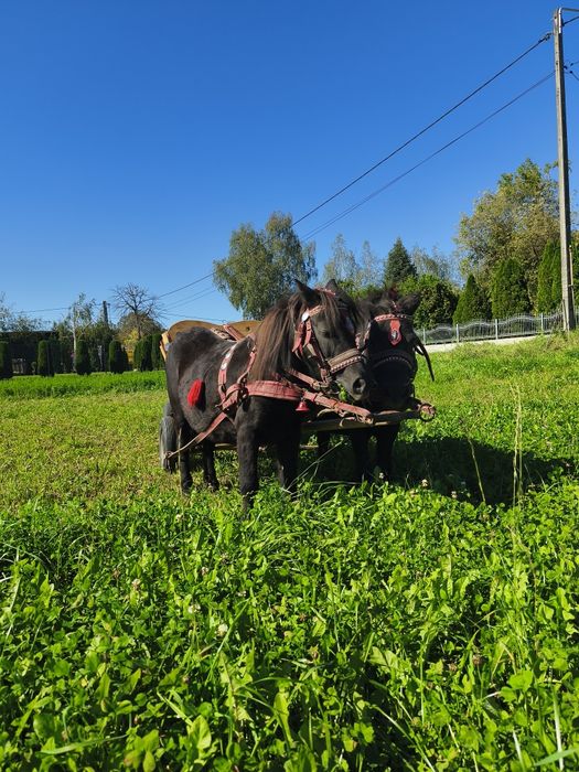 Klacz kucyk źrebna