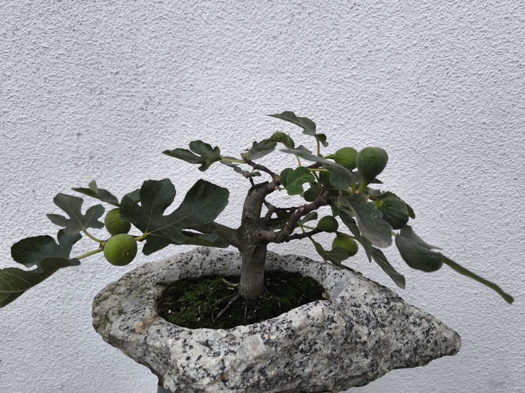 Bonsai figueira com fruta