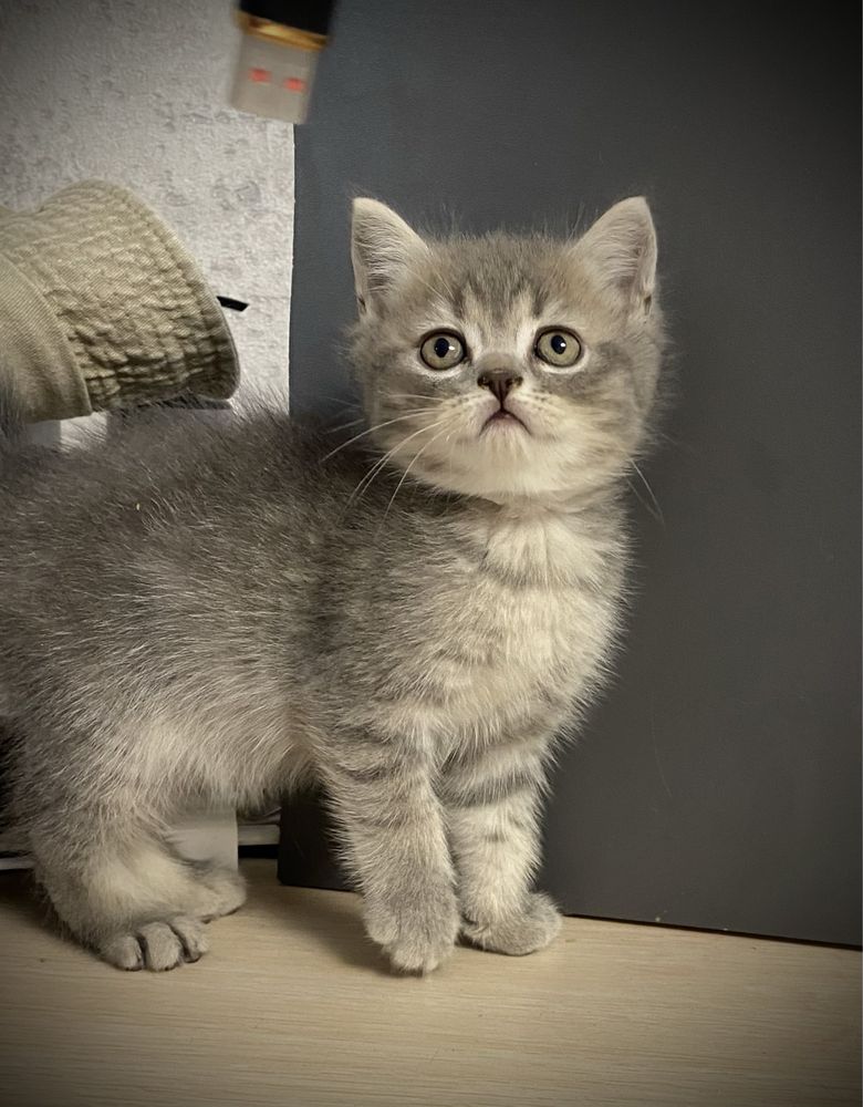Шотландские котята