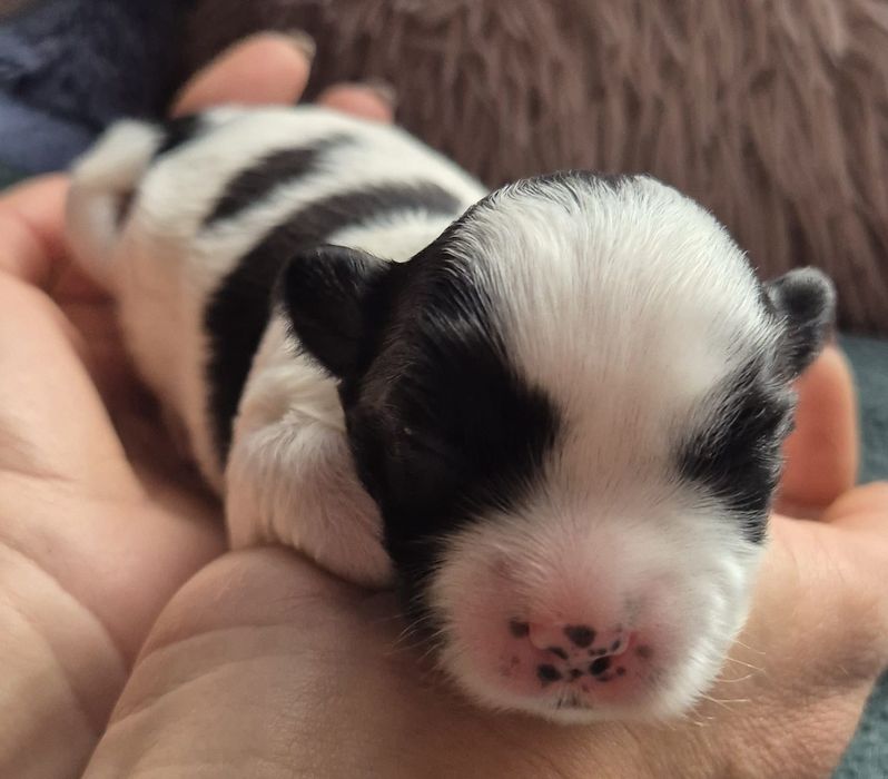 Do Rezerwacji Rambo Morkie