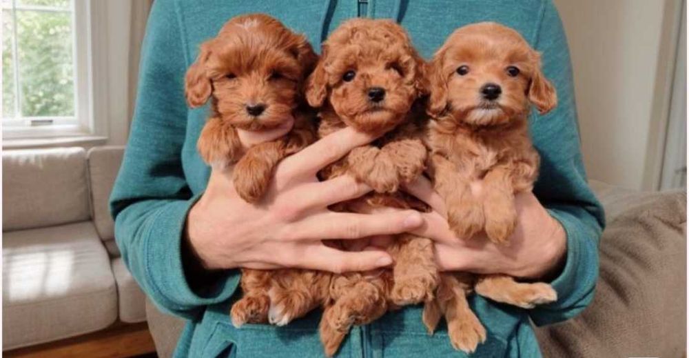 Мальтипу девочки. Насыщенная карамель.