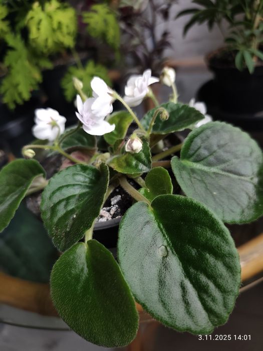 Fiołek afrykański biały w doniczce.