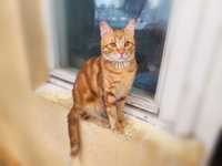 Лучистое солнышко Гучи! 2 года (кот, кошка, котёнок, рыжий)