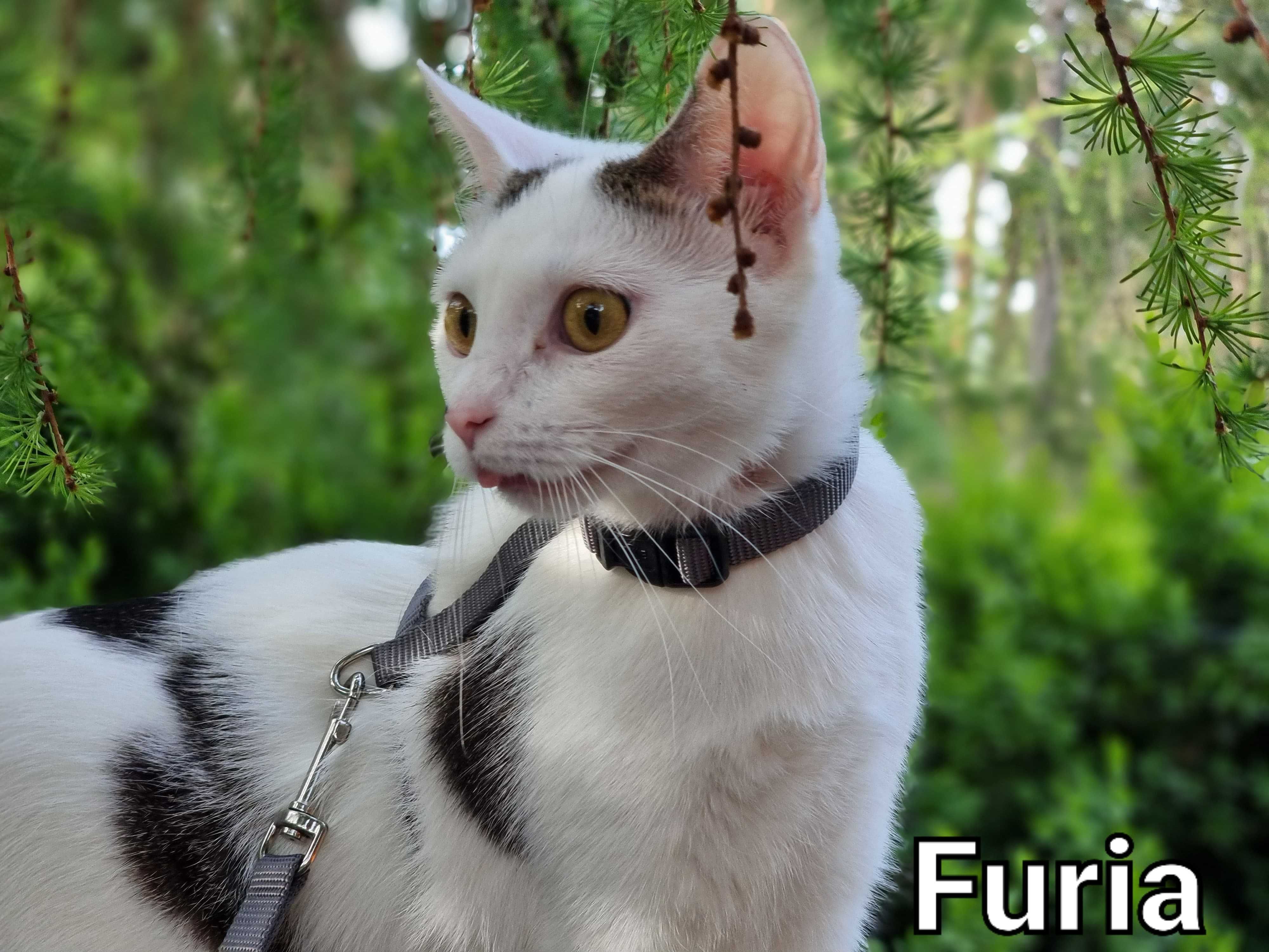 Furia - kocia jedynaczka
