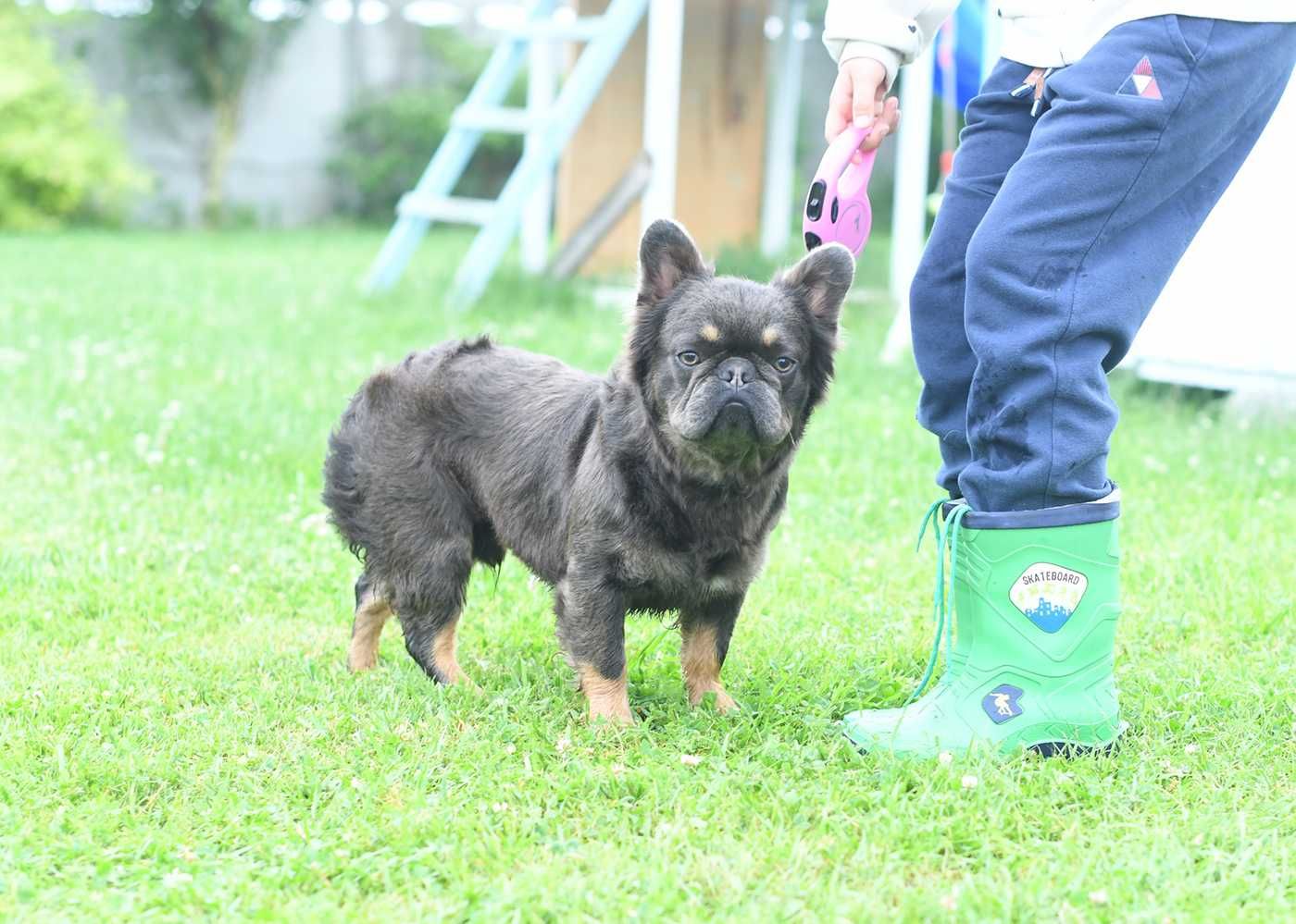 buldog francuski-chlopiec 1 rok fluffy