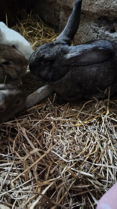 Króliki samce  z czerwca 2025