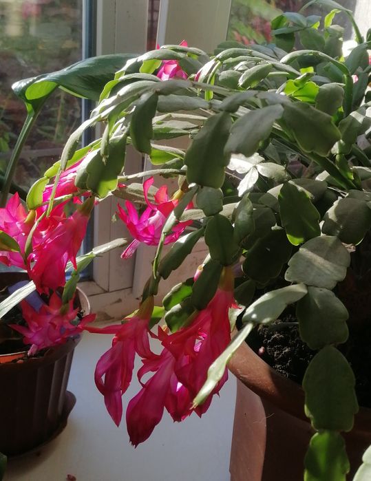 Лилия  комнатная, кактус, каланхоэ, рождественник. . ,