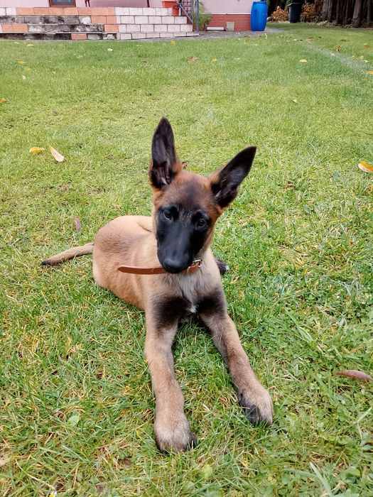 Owczarek belgijski Malinois