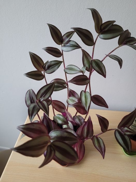 Kwiaty doniczkowe kaktus trzykrotka żyworódka