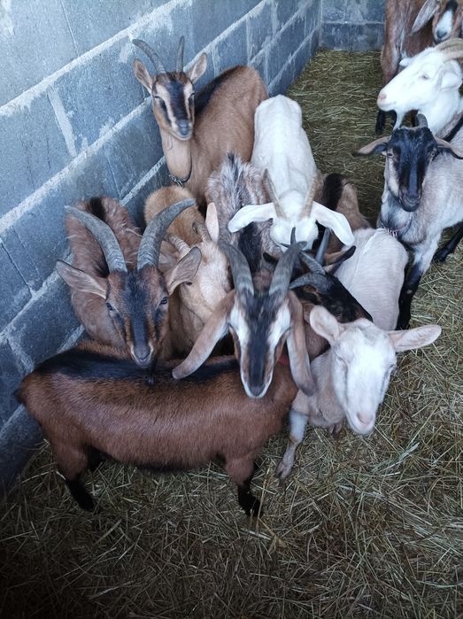 Sprzedam kozy i owce