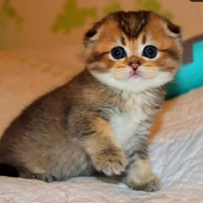 Шотланські кошенята