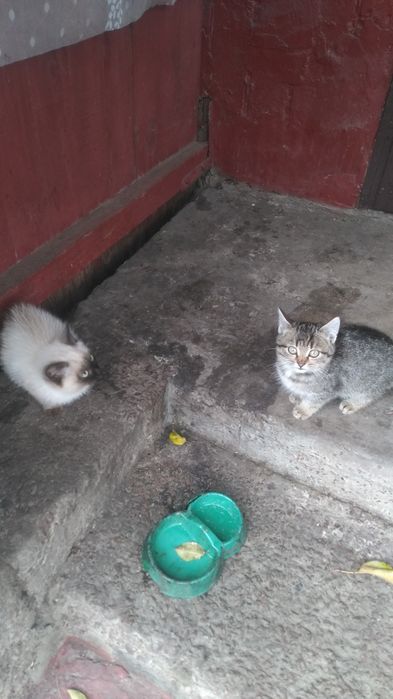 Отдам в хорошие руки