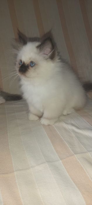 Sagrado da Birmânia