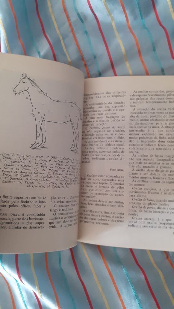 O Exterior do Cavalo livro Miranda Vale, equestre hipismo