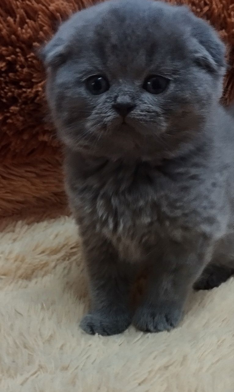 Шотландская скоттиш фолд девочка
