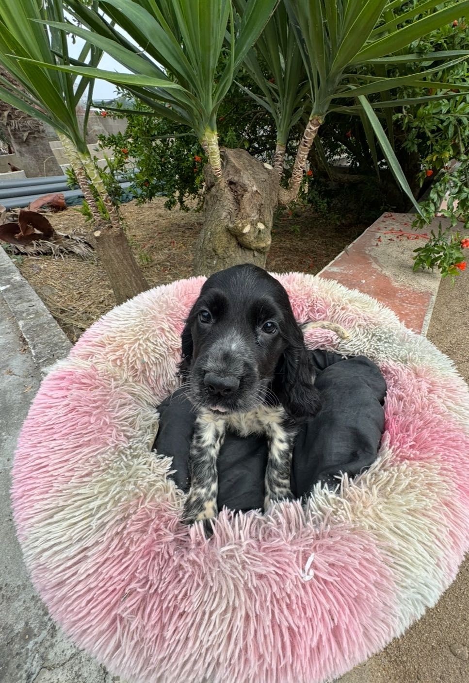 Cocker Spaniel inglês.
